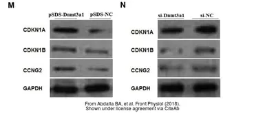 Anti-Cyclin G2 antibody, N-term used in Western Blot (WB). GTX77670