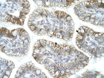 Anti-APBA1 antibody, N-term used in IHC (Paraffin sections) (IHC-P). GTX77707
