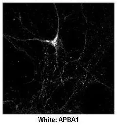Anti-APBA1 antibody, N-term used in IHC (Paraffin sections) (IHC-P). GTX77707