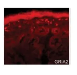 Anti-GluR2 antibody, N-term used in IHC (Frozen sections) (IHC-Fr). GTX77708