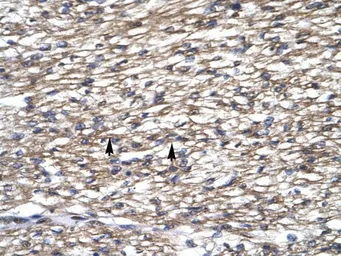 Anti-TAFI48 antibody, C-term used in IHC (Paraffin sections) (IHC-P). GTX77768