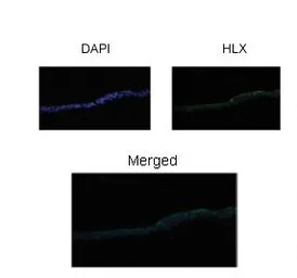 Anti-HLX1 antibody, Internal used in IHC (Paraffin sections) (IHC-P). GTX77776