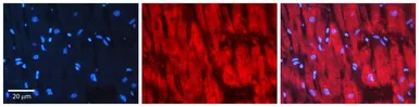 Anti-Diablo antibody, C-term used in IHC (Paraffin sections) (IHC-P). GTX77790