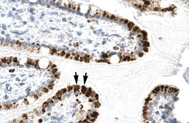 Anti-E2F4 antibody, C-term used in IHC (Paraffin sections) (IHC-P). GTX77806