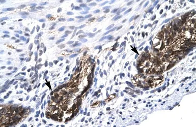 Anti-E2F4 antibody, C-term used in IHC (Paraffin sections) (IHC-P). GTX77806