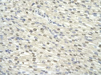 Anti-TFIIH p34 antibody, N-term used in IHC (Paraffin sections) (IHC-P). GTX77809