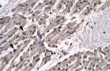 Anti-LBP9 antibody, N-term used in IHC (Paraffin sections) (IHC-P). GTX77815