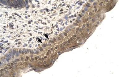 Anti-LBP9 antibody, N-term used in IHC (Paraffin sections) (IHC-P). GTX77815
