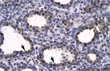 Anti-HMGB2 antibody, C-term used in IHC (Paraffin sections) (IHC-P). GTX77816