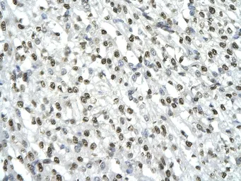 Anti-HMGB2 antibody, C-term used in IHC (Paraffin sections) (IHC-P). GTX77816