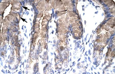 Anti-NUR77 antibody, N-term used in IHC (Paraffin sections) (IHC-P). GTX77817