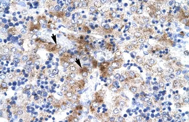 Anti-NUR77 antibody, N-term used in IHC (Paraffin sections) (IHC-P). GTX77817