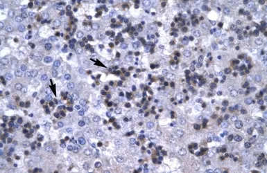 Anti-RBPJK antibody, C-term used in IHC (Paraffin sections) (IHC-P). GTX77825