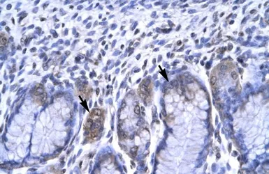 Anti-RBPJK antibody, C-term used in IHC (Paraffin sections) (IHC-P). GTX77825