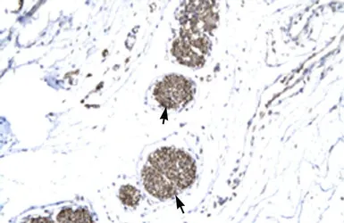 Anti-MMP19 antibody, N-term used in IHC (Paraffin sections) (IHC-P). GTX77827