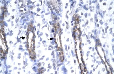 Anti-MMP19 antibody, N-term used in IHC (Paraffin sections) (IHC-P). GTX77827
