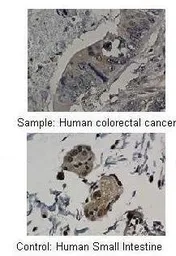Anti-MMP19 antibody, N-term used in IHC (Paraffin sections) (IHC-P). GTX77827