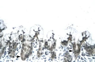 Anti-Adiponectin antibody, N-term used in IHC (Paraffin sections) (IHC-P). GTX77828