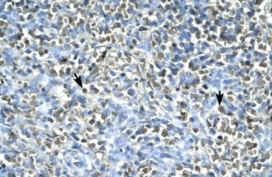 Anti-ASGR2 antibody, N-term used in IHC (Paraffin sections) (IHC-P). GTX77833