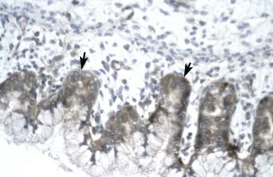 Anti-IVNS1ABP antibody, N-term used in IHC (Paraffin sections) (IHC-P). GTX77835
