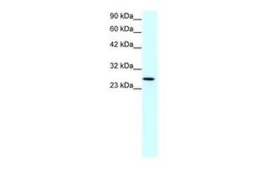 Anti-Claudin 13 antibody, C-term used in Western Blot (WB). GTX77837