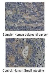 Anti-MMP19 antibody, C-term used in IHC (Paraffin sections) (IHC-P). GTX77841