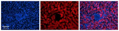 Anti-Prohibitin antibody, C-term used in IHC (Paraffin sections) (IHC-P). GTX77843