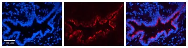 Anti-Prohibitin antibody, C-term used in IHC (Paraffin sections) (IHC-P). GTX77843