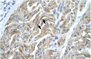 Anti-NFYA antibody, C-term used in IHC (Paraffin sections) (IHC-P). GTX77851