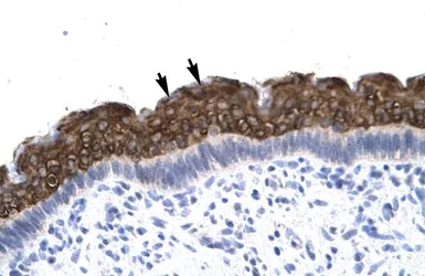 Anti-AEBP1 antibody, N-term used in IHC (Paraffin sections) (IHC-P). GTX77857