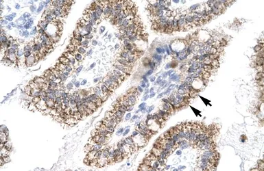 Anti-AEBP1 antibody, N-term used in IHC (Paraffin sections) (IHC-P). GTX77857