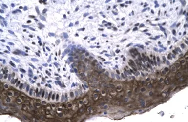 Anti-RAX antibody, N-term used in IHC (Paraffin sections) (IHC-P). GTX77859