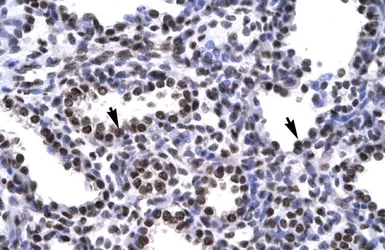 Anti-BARHL2 antibody, Internal used in IHC (Paraffin sections) (IHC-P). GTX77863