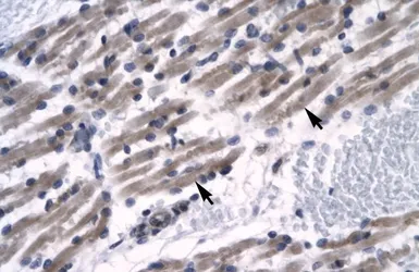 Anti-ZNF391 antibody, N-term used in IHC (Paraffin sections) (IHC-P). GTX77864