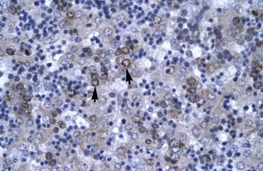 Anti-DBP antibody, N-term used in IHC (Paraffin sections) (IHC-P). GTX77870