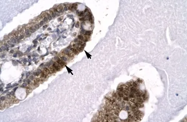Anti-NCOA62 antibody, N-term used in IHC (Paraffin sections) (IHC-P). GTX77874
