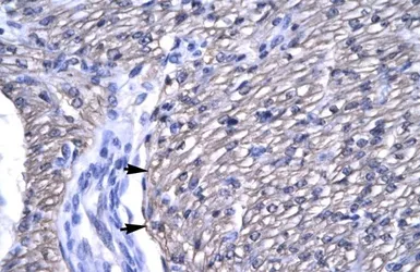 Anti-OTX2 antibody, N-term used in IHC (Paraffin sections) (IHC-P). GTX77880