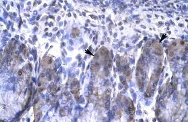 Anti-OTX2 antibody, N-term used in IHC (Paraffin sections) (IHC-P). GTX77880