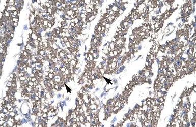 Anti-SMAD6 antibody, N-term used in IHC (Paraffin sections) (IHC-P). GTX77884