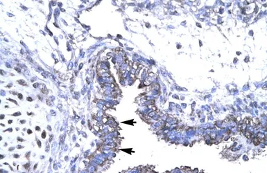 Anti-SMAD6 antibody, N-term used in IHC (Paraffin sections) (IHC-P). GTX77884