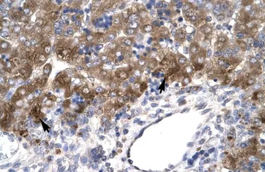 Anti-MOX1 antibody, N-term used in IHC (Paraffin sections) (IHC-P). GTX77885