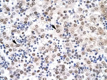 Anti-IRF8 antibody, N-term used in IHC (Paraffin sections) (IHC-P). GTX77895