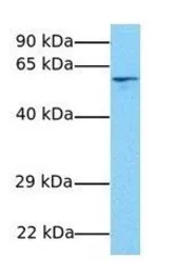 Anti-IRF8 antibody, N-term used in Western Blot (WB). GTX77895