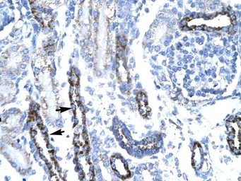 Anti-TAF7 antibody, N-term used in IHC (Paraffin sections) (IHC-P). GTX77898