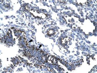 Anti-TAF7 antibody, N-term used in IHC (Paraffin sections) (IHC-P). GTX77898