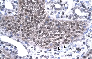 Anti-TAF15 antibody, N-term used in IHC (Paraffin sections) (IHC-P). GTX77901