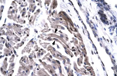 Anti-TAF15 antibody, N-term used in IHC (Paraffin sections) (IHC-P). GTX77901