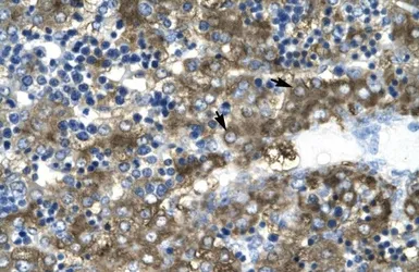 Anti-GATA2 antibody, N-term used in IHC (Paraffin sections) (IHC-P). GTX77904