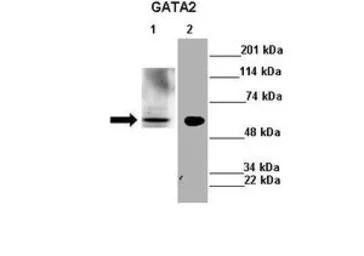 Anti-GATA2 antibody, N-term used in Western Blot (WB). GTX77904