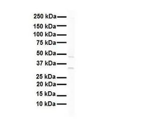 Anti-GATA2 antibody, N-term used in Western Blot (WB). GTX77904